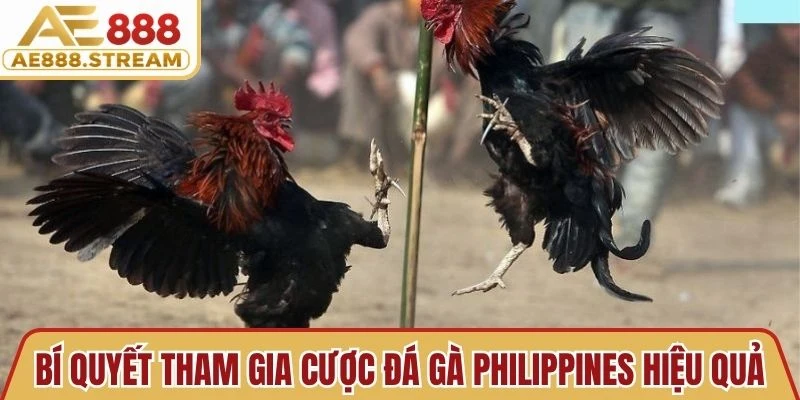 Bí quyết tham gia cược đá gà Philippines hiệu quả, nhận thưởng lớn