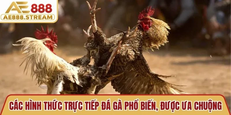 Các hình thức trực tiếp đá gà phổ biến, được nhiều người ưa chuộng 