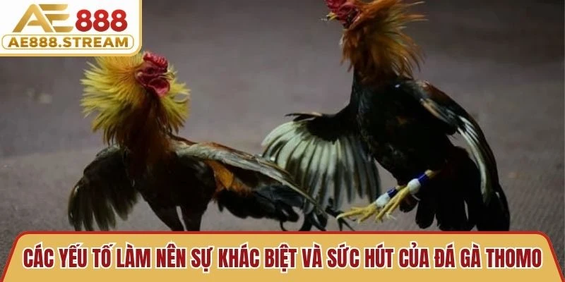 Các yếu tố làm nên sự khác biệt và sức hút của đá gà Thomo