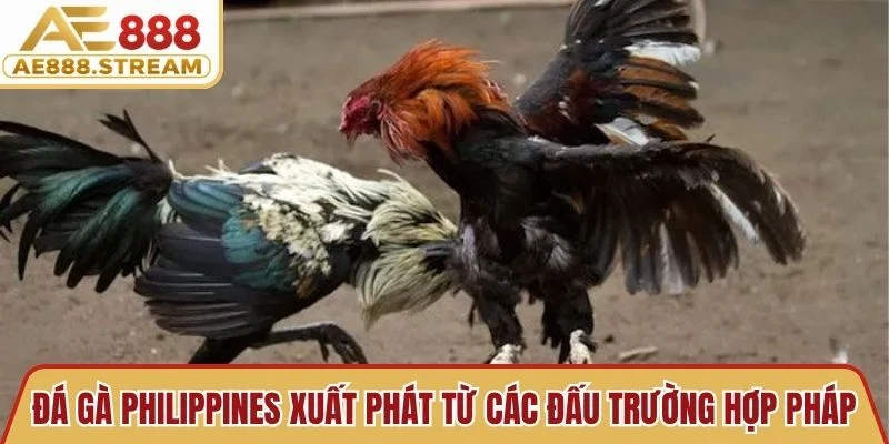 Đá gà Philippines xuất phát từ các đấu trường hợp pháp nổi tiếng