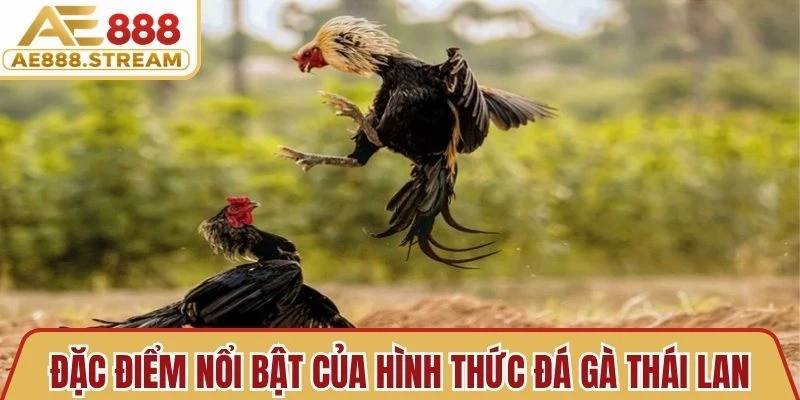 Đặc điểm nổi bật của hình thức đá gà Thái Lan
