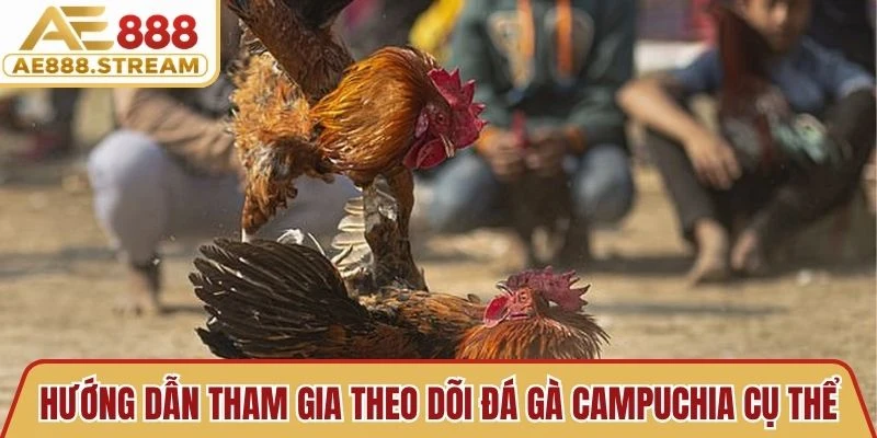 Hướng dẫn tham gia theo dõi đá gà campuchia cụ thể 