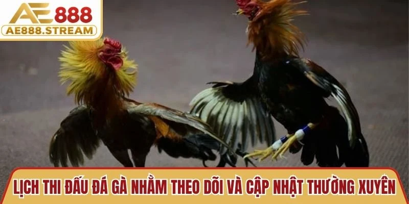 Lịch thi đấu đá gà nhằm theo dõi và cập nhật thường xuyên