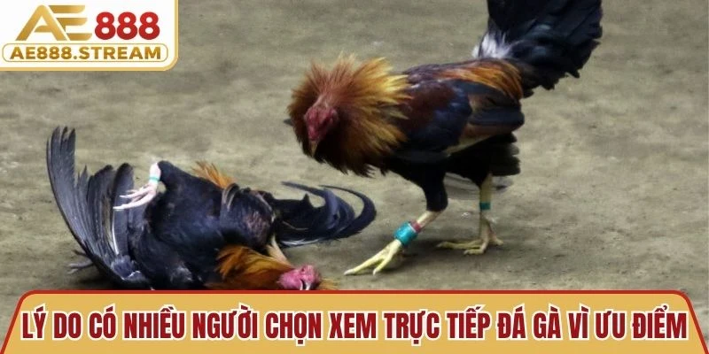 Lý do có nhiều người chọn xem trực tiếp đá gà vì những ưu điểm nổi bật