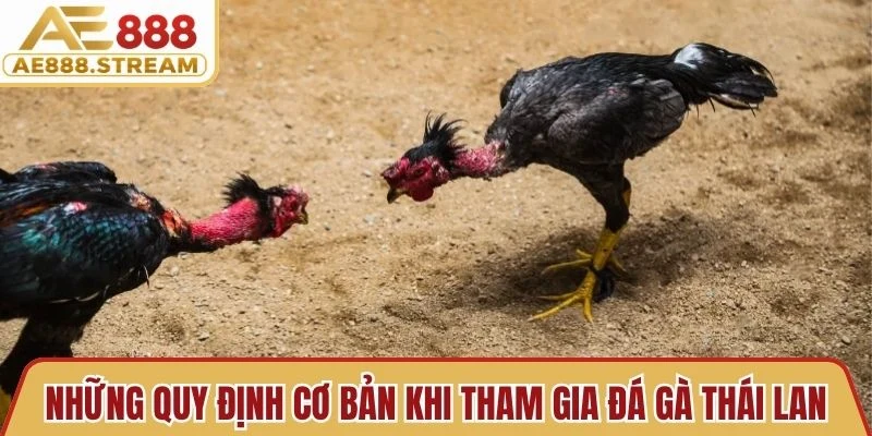 Những quy định cơ bản khi tham gia đá gà Thái Lan phổ biến 