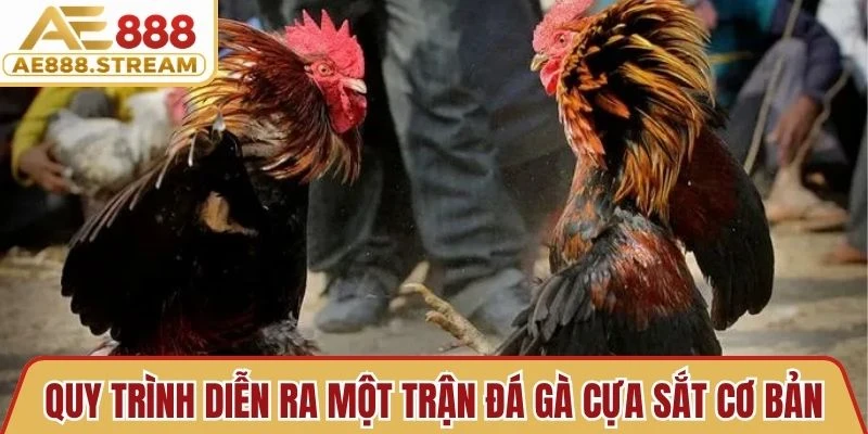 Quy trình diễn ra một trận đá gà cựa sắt cơ bản 