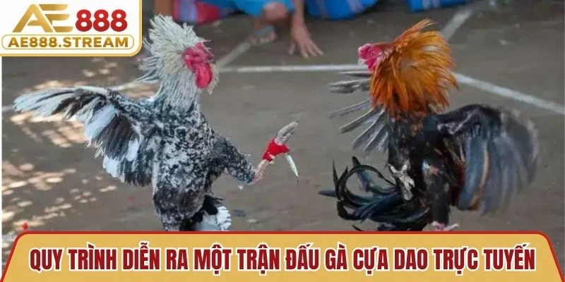 Quy trình diễn ra một trận đấu gà cựa dao trực tuyến chi tiết