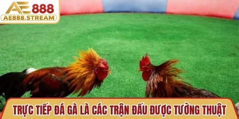 Trực tiếp đá gà là các trận đấu được tường thuật từ đấu trường quốc tế